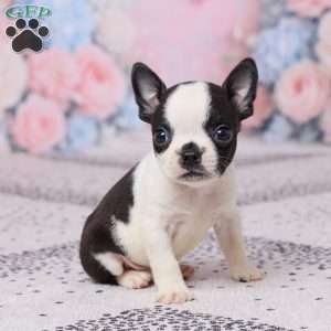 Jon, Boston Terrier Puppy